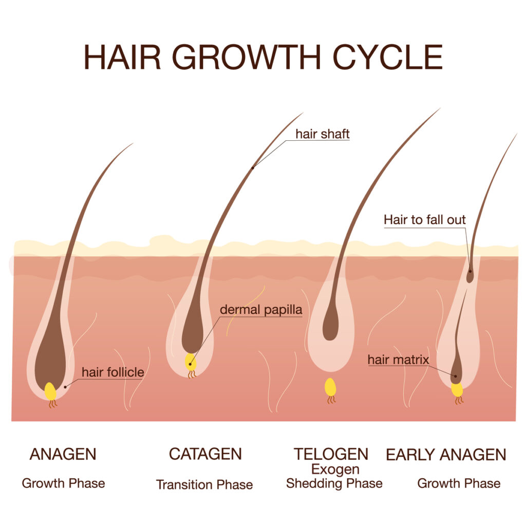 hair growth cycle and phases chemo-induced alopecia